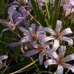 Xerophyta retinervis - Semillas