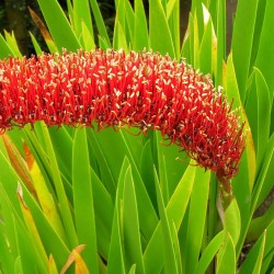 Xeronema callistemon - Semillas