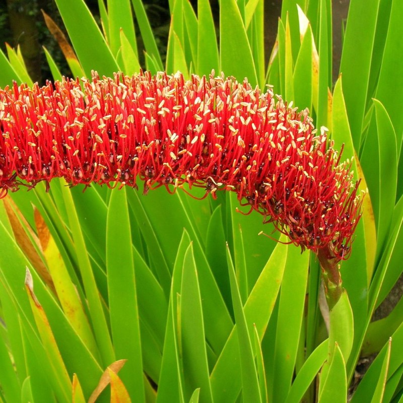 Xeronema callistemon - Semillas