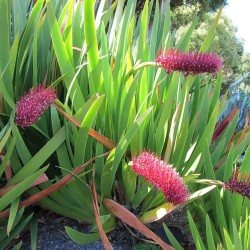 Xeronema callistemon - Semillas