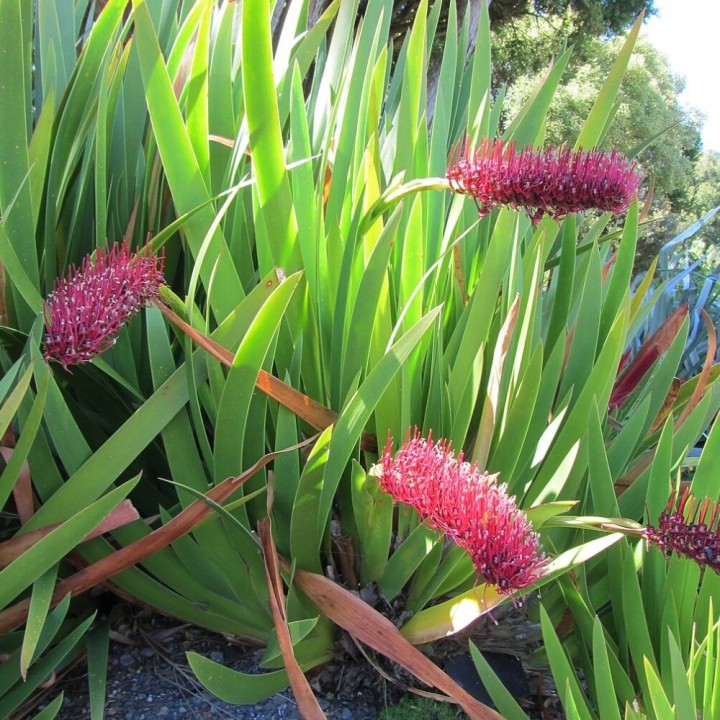 Xeronema callistemon - Semillas