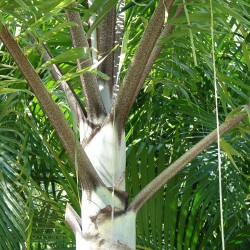 Palma cola de zorro - Semillas