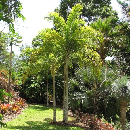 Palma cola de zorro - Semillas