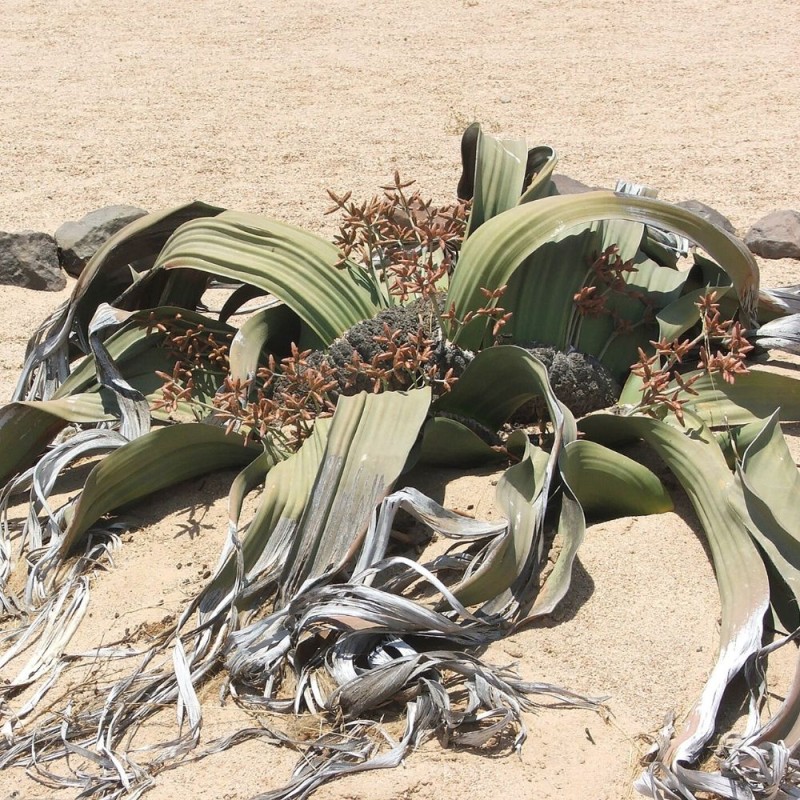 Welwitschia mirabilis - Semillas