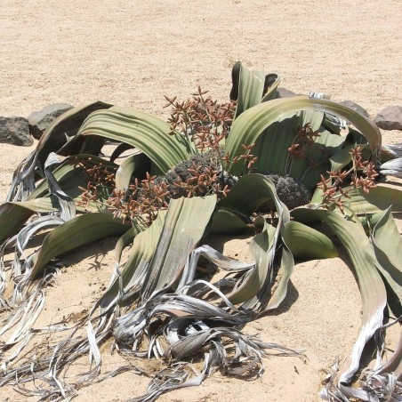 Welwitschia mirabilis - Semillas