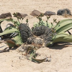 Welwitschia mirabilis - Semillas