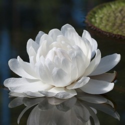 Victoria amazónica - Semillas