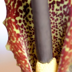 Flor de serpiente - Semillas