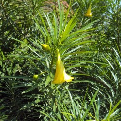 Campanilla amarilla - Semillas