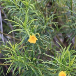Campanilla amarilla - Semillas