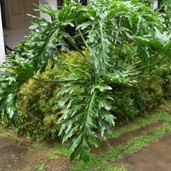 Filodendro arbustivo - Semillas