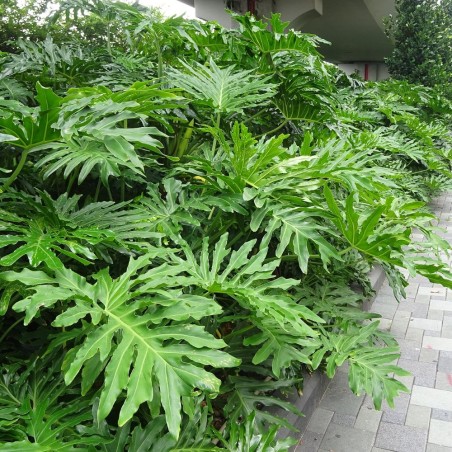 Filodendro arbustivo - Semillas