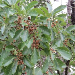 Myrobalano belérico - Semillas