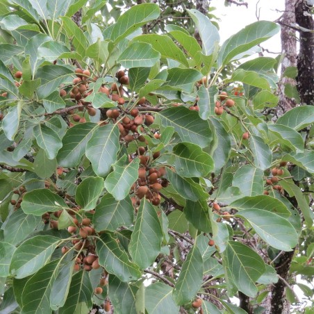 Myrobalano belérico - Semillas