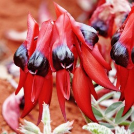 Swainsona - Semillas