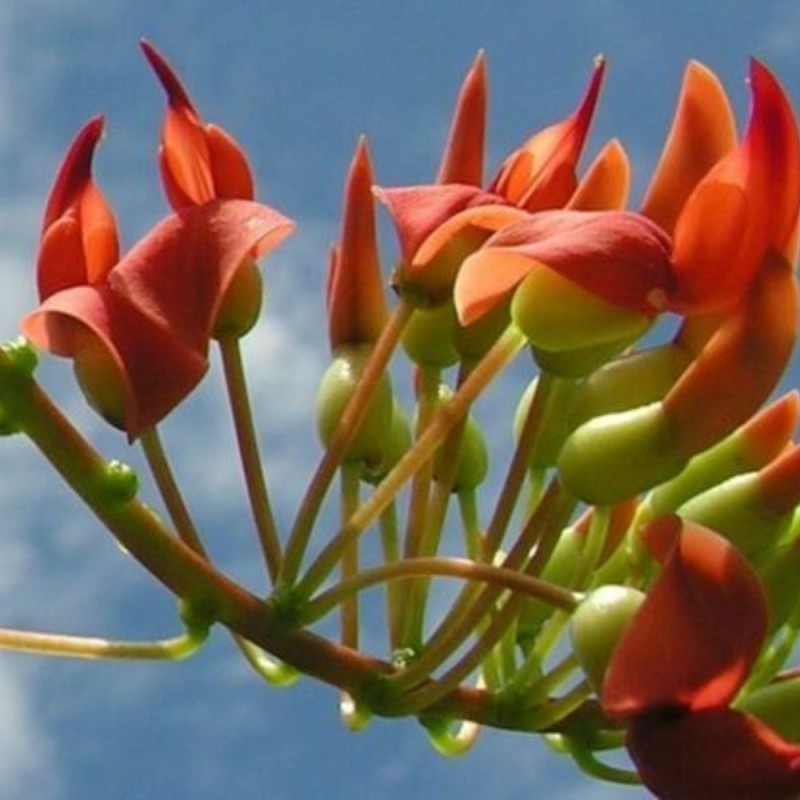 Jade rojo - Semillas