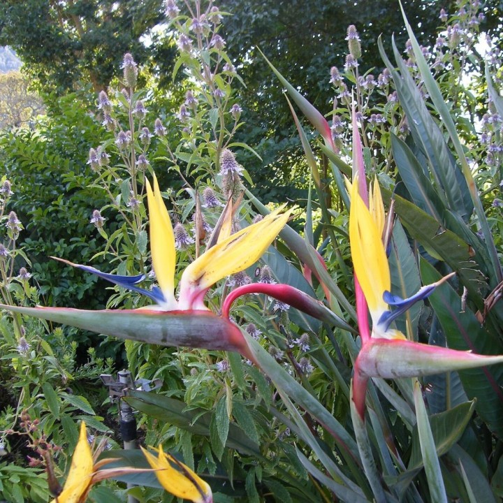 Ave del paraíso 'Mandelas Gold' - Semillas