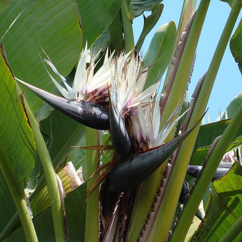 Ave del paraíso gigante - Semillas