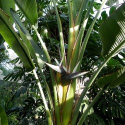 Ave del paraíso gigante - Semillas