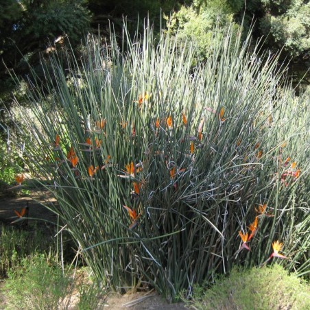 Ave del paraíso junciforme - Semillas