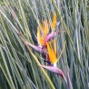 Ave del paraíso junciforme - Semillas