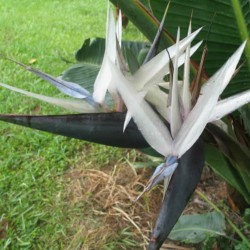 Ave del paraíso caudata - Semillas