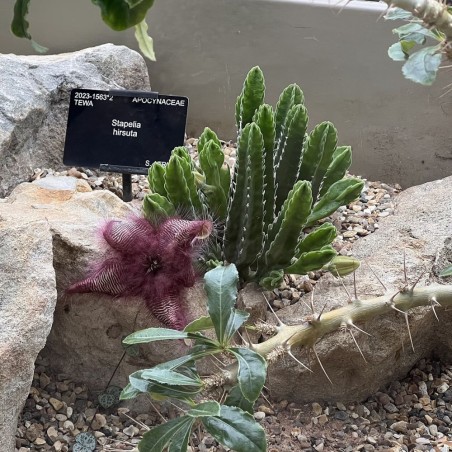 Stapelia hirsuta - Semillas