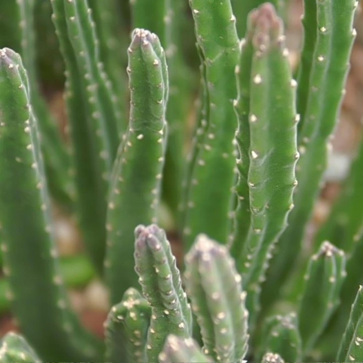 Stapelia hirsuta - Semillas