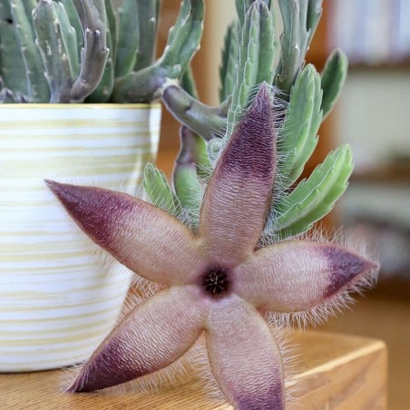 Stapelia grandiflora - Semillas