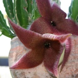 Stapelia grandiflora - Semillas