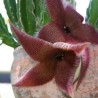 Stapelia grandiflora - Semillas