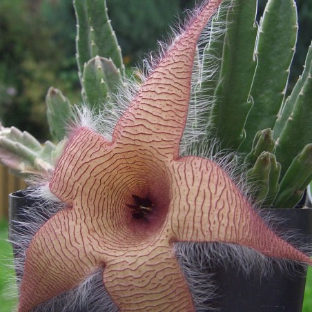 Flor estrella gigante - Semillas