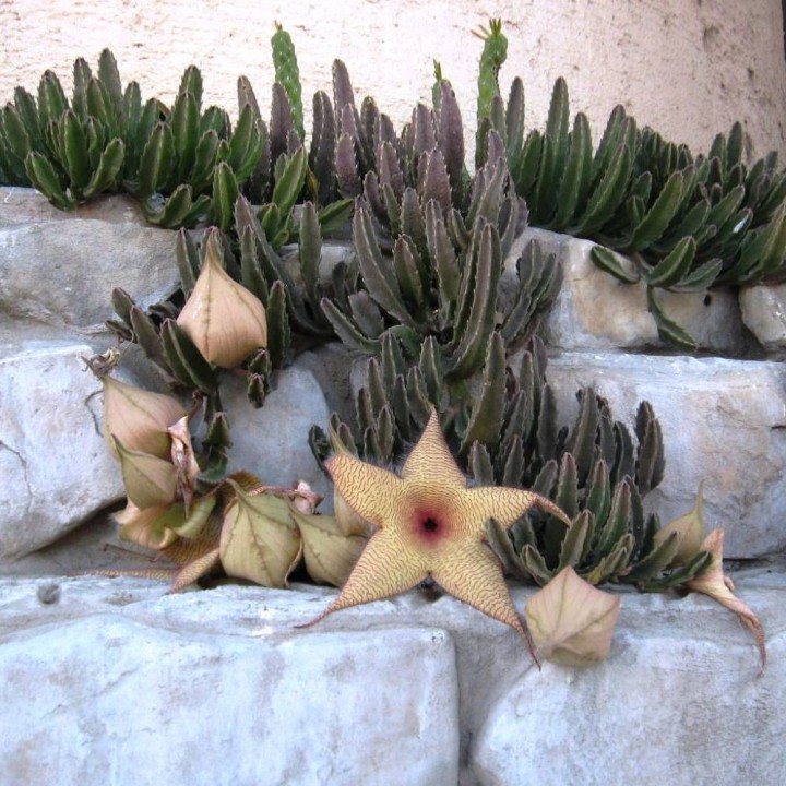 Flor estrella gigante - Semillas