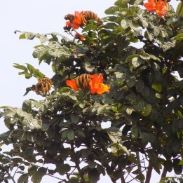 Tulipero del Gabón - Semillas