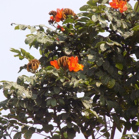 Tulipero del Gabón - Semillas