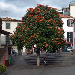 Tulipero del Gabón - Semillas
