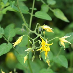 Tomatillo silvestre - Semillas