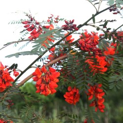 Sesbania de flores rojas - Semillas