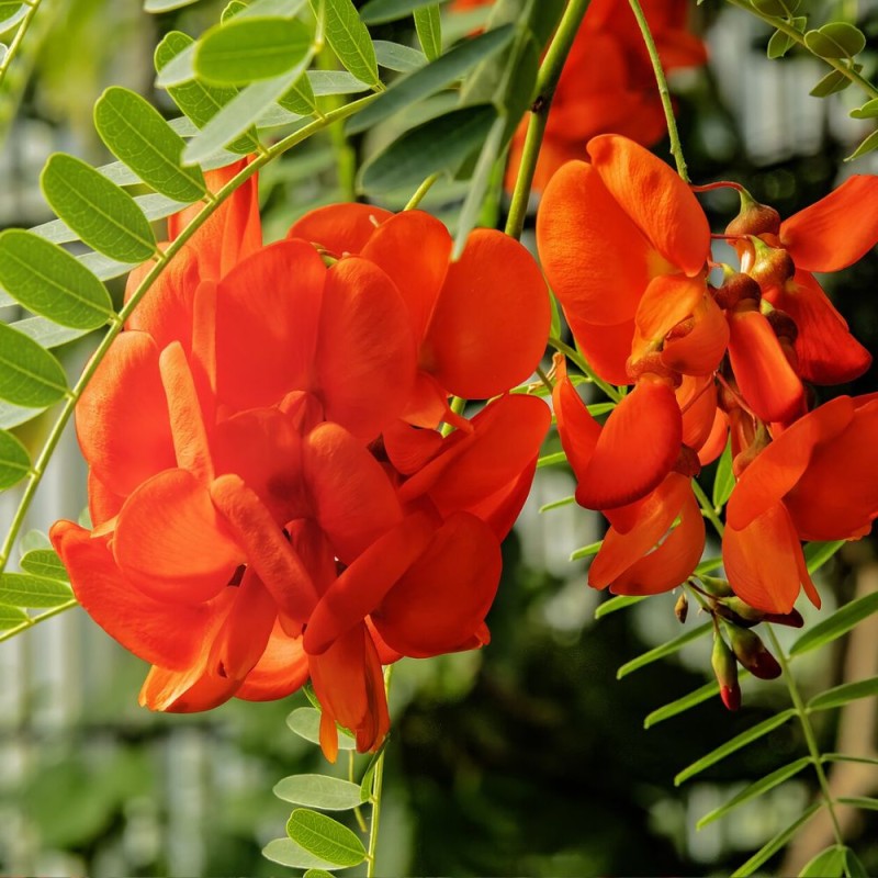 Sesbania de flores rojas - Semillas