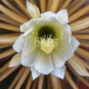 Cactus reina de la noche - Semillas