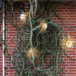 Cactus reina de la noche - Semillas