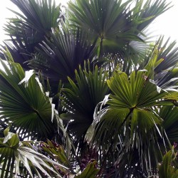 Palmera de abanico redondo - Semillas