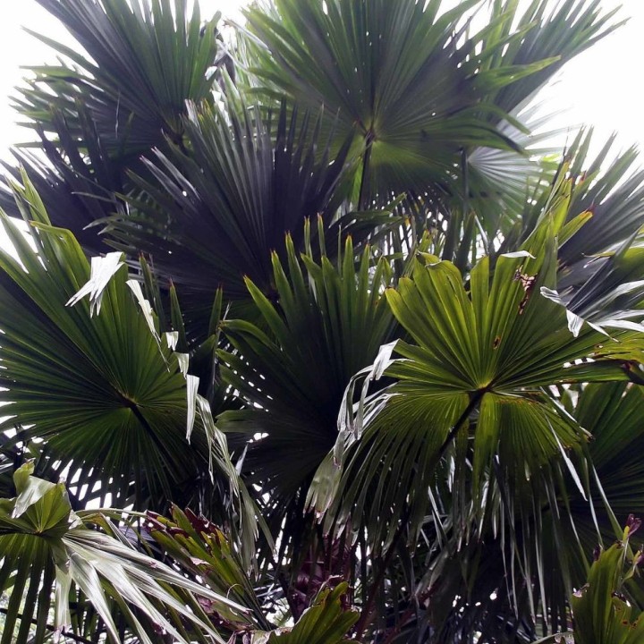 Palmera de abanico redondo - Semillas