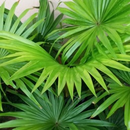 Palmera de abanico redondo - Semillas