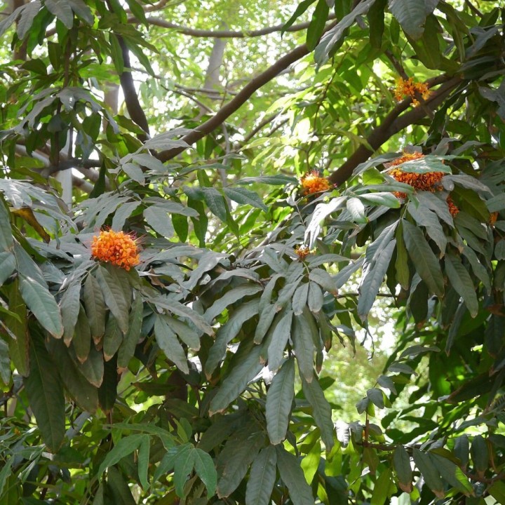 Ashoka - Semillas
