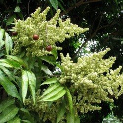 Jaboncillo - Semillas