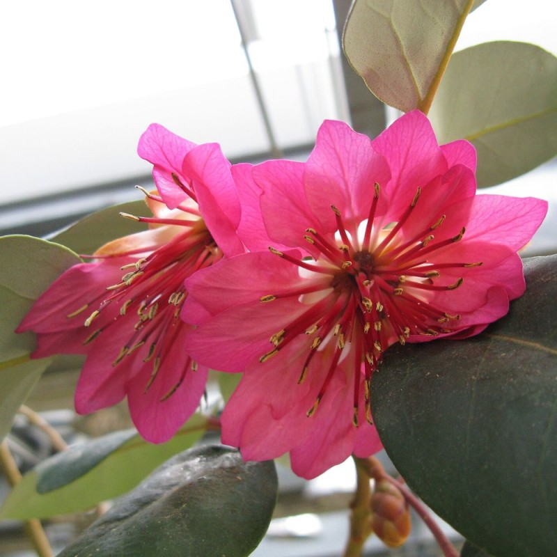 Rhodoleia championii - Semillas