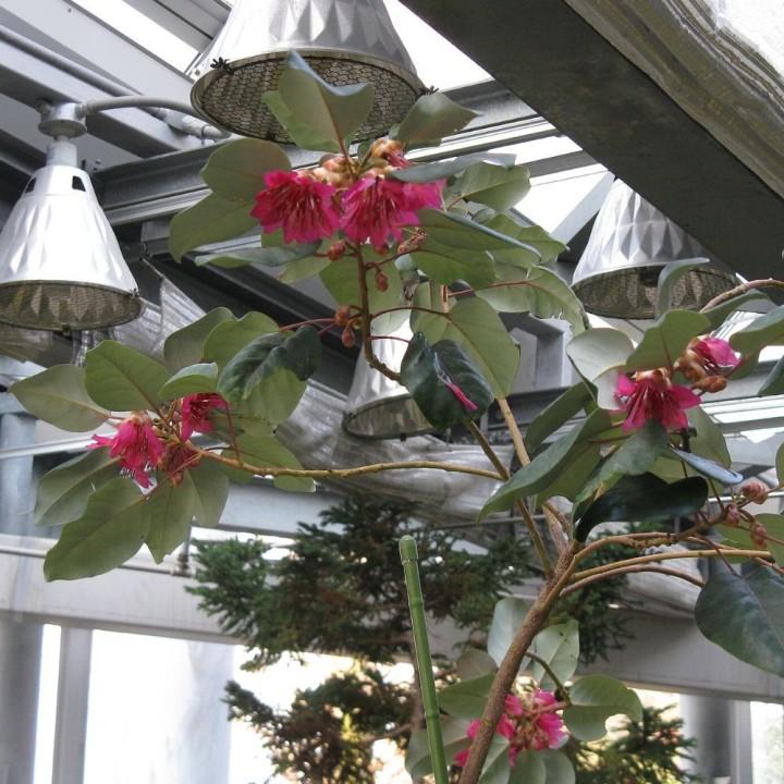 Árbol paraguas de flores rojas - Semillas