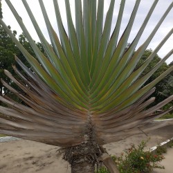 Árbol del viajero - Semillas