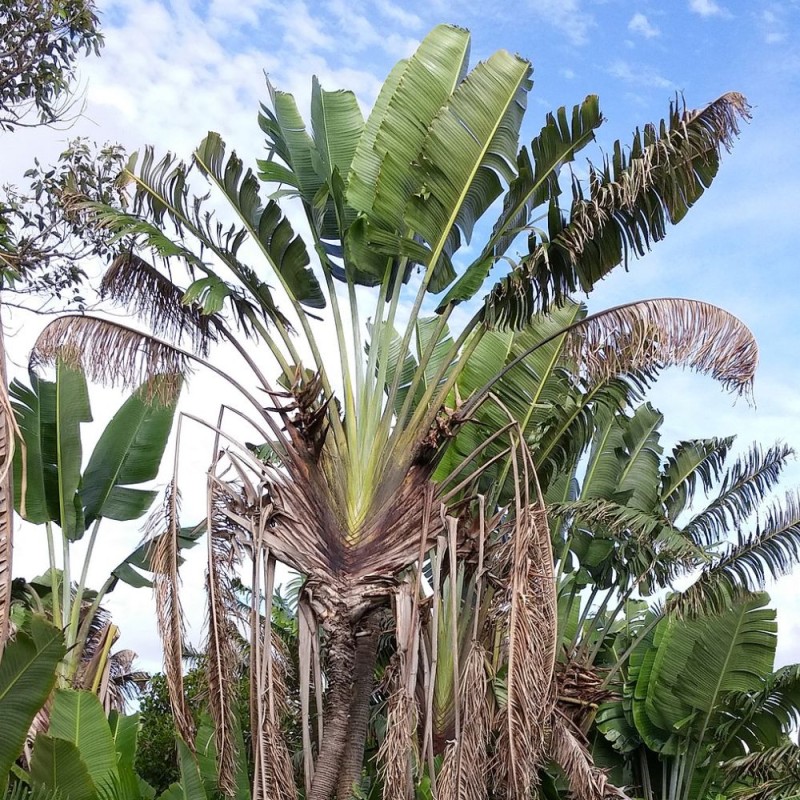 Árbol del viajero - Semillas